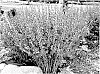 Baptisia%20hybrid%20%27Grape%20Escape%27