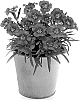Danthus%20caryophyllus%20L.%20%27KLEDG22448%27