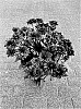 Rudbeckia%20hirta%20L.%20%27BullRudihir%20121%27