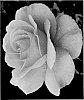 Rosa%20hybrida%20%27LIMteatime%27