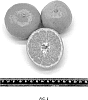 Citrus%20sp.%20%2718A-9-39%27
