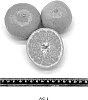 Citrus%20sp.%20%2718A-9-39%27