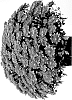 Chrysanthemum%20X%20morifolium%20%27Josararbr%27