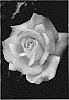 Rosa%20hybrida%20%27ALTsecret%27