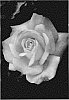 Rosa%20hybrida%20%27ALTsecret%27