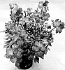 Erysimum%20hybrida%20%27Doeryinpa%27