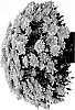 Chrysanthemum%20X%20morifolium%20%27Josaradpi%27