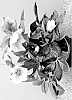 Helleborus%20niger%20X%20Helleborus%20x%20hybridus%20%27HL%201020%27