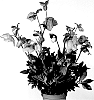 Helleborus%20niger%20X%20Helleborus%20x%20hybridus%20%27HL%201028%27