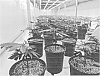 CANNABIS%20PLANT%20NAMED%20%27RSBT1BRM%27