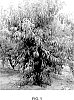 Prunus%20persica%20%27EveRes%20Ruby%27