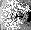 Diervilla%20x%20splendens%20%27G2X88544VAR%27