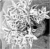 Diervilla%20x%20splendens%20%27G2X88544VAR%27