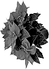 Euphorbia%20pulcherrima%20Wild.%20%27Rockefeller%20Red%27