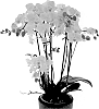 Phalaenopsis%20hybrida%20%27Cloud%20Busters%27