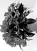 Impatiens%20hawkeri%20%27Dongirolcoa%27