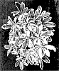 Schefflera%20arboricola%20%27Mukivy%27