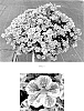 Calibrachoa%20x%20hybrida%20%27Balchaelink%27