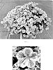 Calibrachoa%20x%20hybrida%20%27Balchaelink%27