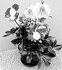 Helleborus%20niger%20X%20Helleborus%20x%20hybridus%20%27HL%201014%27