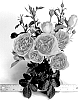 Rosa%20hybrida%20%27WEKalmylcas%27