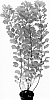Cotinus%20coggygria%20%27Mincolem04%27