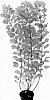 Cotinus%20coggygria%20%27Mincolem04%27