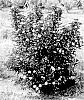 Physocarpus%20opulifolius%20%27SMPOCGT%27