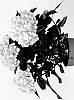 Hydrangea%20macrophylla%20%27HIDIAM65%27