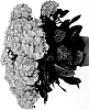 Hydrangea%20macrophylla%20%27HIISLA51%27