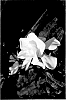 Gardenia%20jasminoides%20%27ST-15-20%27