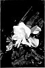 Gardenia%20jasminoides%20%27ST-15-20%27