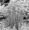 Allium%20hybrid%20%28Linnaeus%29%20%27Pincushion%27