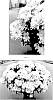 Chrysanthemum%20x%20morifolium%20%27CIFZ0111%27
