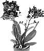 Phalaenopsis%20hybrida%20%27Anagram%27
