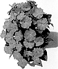 Impatiens%20hawkeri%20%27DNGISLPROR%27
