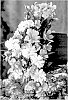 Begonia%20tuberhybrida%20%27KERBESPIPPLE%27