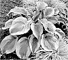 Hosta%20hybrid%20%28Tratt.%29%20%27Chance%20Encounter%27