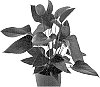 Anthurium%20andreanum%20%27AN2143048%27