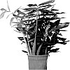 Zamioculcas%20zamiifolia%20%27King%27