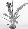 Curcuma%20alismatifolia%20%27Cursumok%27