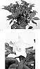 Helleborus%20ballardiae%20X%20Helleborus%20x%20hybridus%20%27HM%201214%27