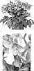 Helleborus%20ericsmithii%20X%20Helleborus%20x%20hybridus%20%27HER%201210%27