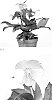 Helleborus%20ericsmithii%20X%20Helleborus%20x%20hybridus%20%27HG%201416%27