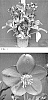Helleborus%20ericsmithii%20X%20Helleborus%20x%20hybridus%20%27HG%201420%27