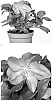 Helleborus%20x%20hybridus%20X%20Helleborus%20niger%20%27HON%201610%27
