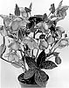 Helleborus%20orientalis%20X%20Helleborus%20ericsmithii%20%27ET%20EPB%20855%27