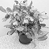 Helleborus%20niger%20X%20Helleborus%20x%20hybridus%20%27HL%201026%27