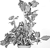 Helleborus%20niger%20X%20Helleborus%20x%20hybridus%20%27HL%201030%27