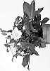 Helleborus%20niger%20X%20Helleborus%20x%20hybridus%20%27HL%201038%27
